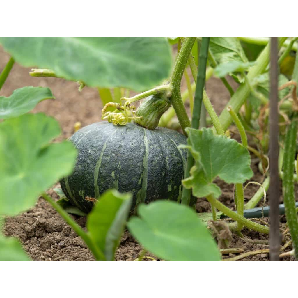 TERMURAH - Bibit Labu Kuning Terunggul