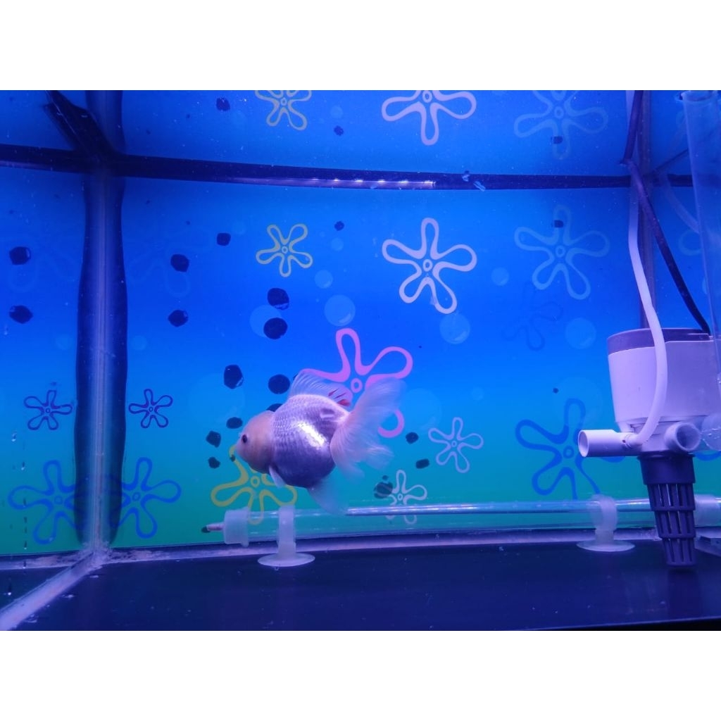 ikan Koki Oranda Rosetail White 10cm