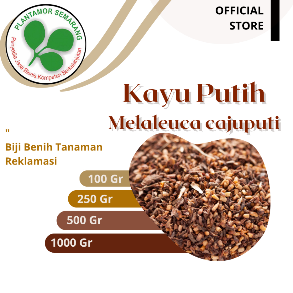 Biji Kayu Putih(Malaleuca cajuputi) / Kayu Keras Reklamasi