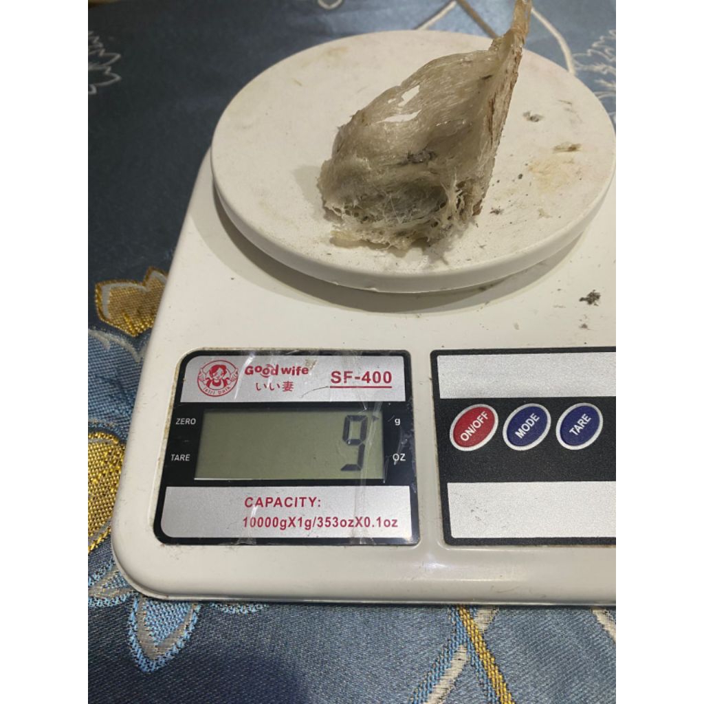 Sarang Walet Kotor Asli Kalimantan