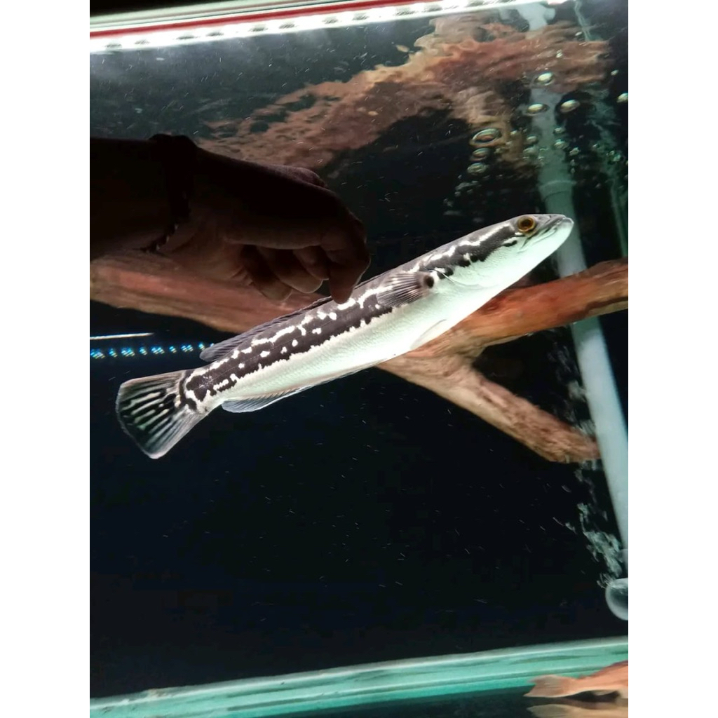 Bibit Toman hijau size 5/10 cm