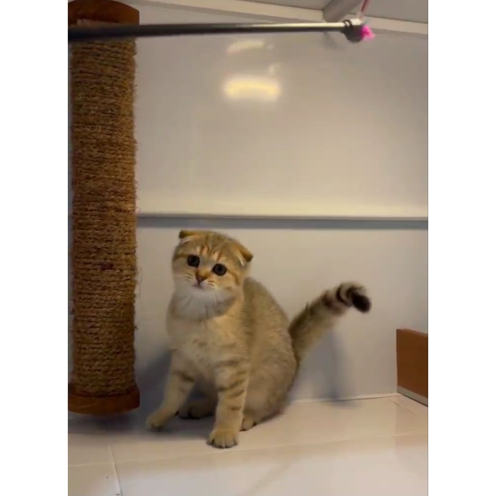 Scootish fold betina