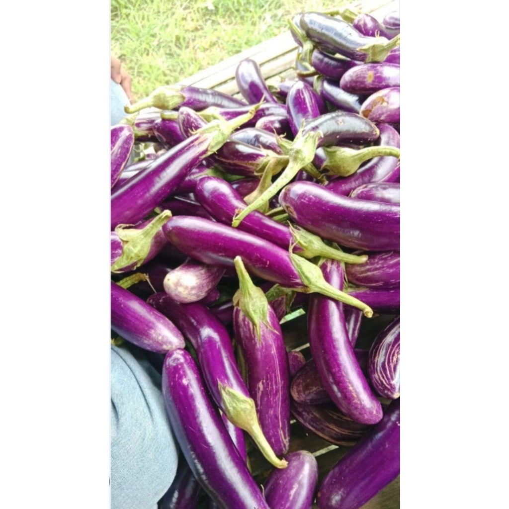 (1kg) Terong ungu panjang besar Murahhhh gaysss