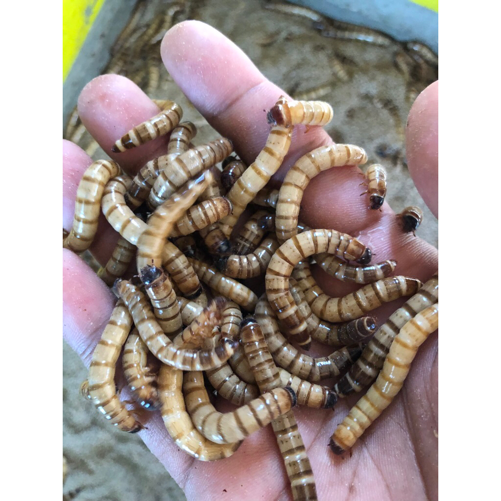 Ulat jerman Hidup  250 gram bergaransi 100% + Media racikan  Buat nampung ,packing aman