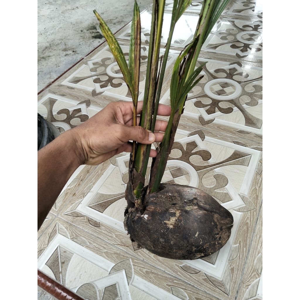 bibit kelapa kembar 2 siap tanam