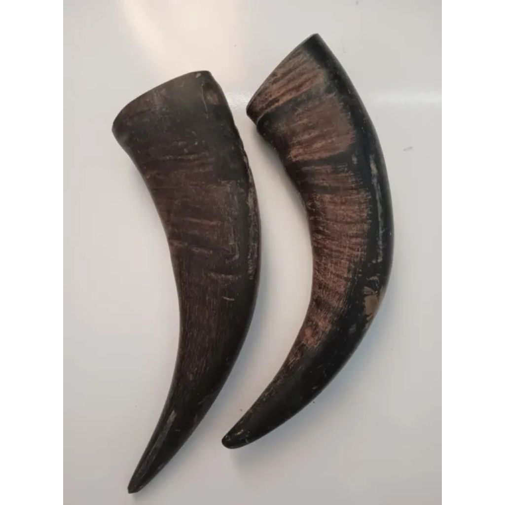 tanduk kerbau padatan 1 PCS