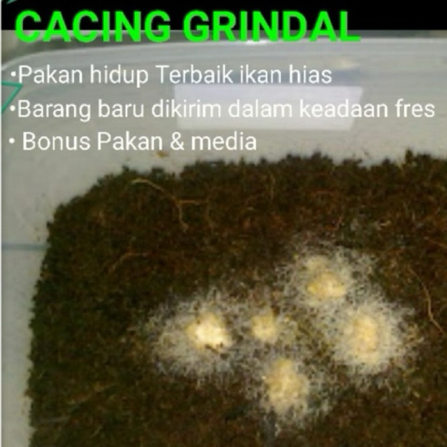 Grindal Worm Paket Lengkap