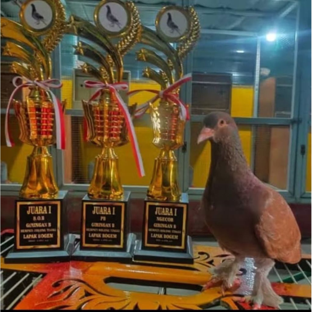 PROMO! JAMU MERPATI TERBANG TINGGI keket giring stut door buktikan khasiatnya Raja Doping Merpati Ti