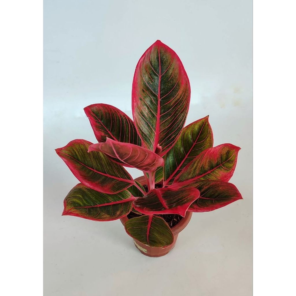 aglonema kanza lokal