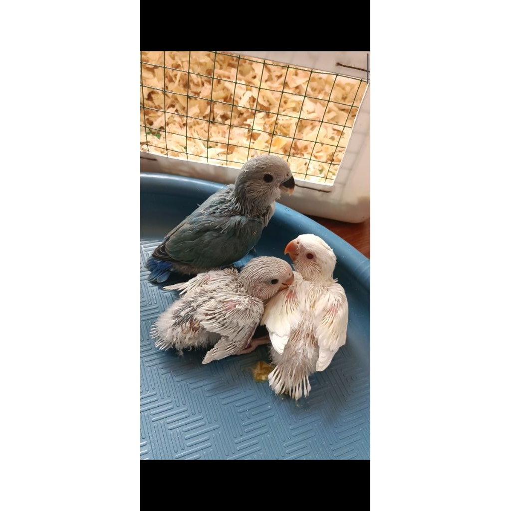 Lovebird Non Klep lovebird NK lolohan