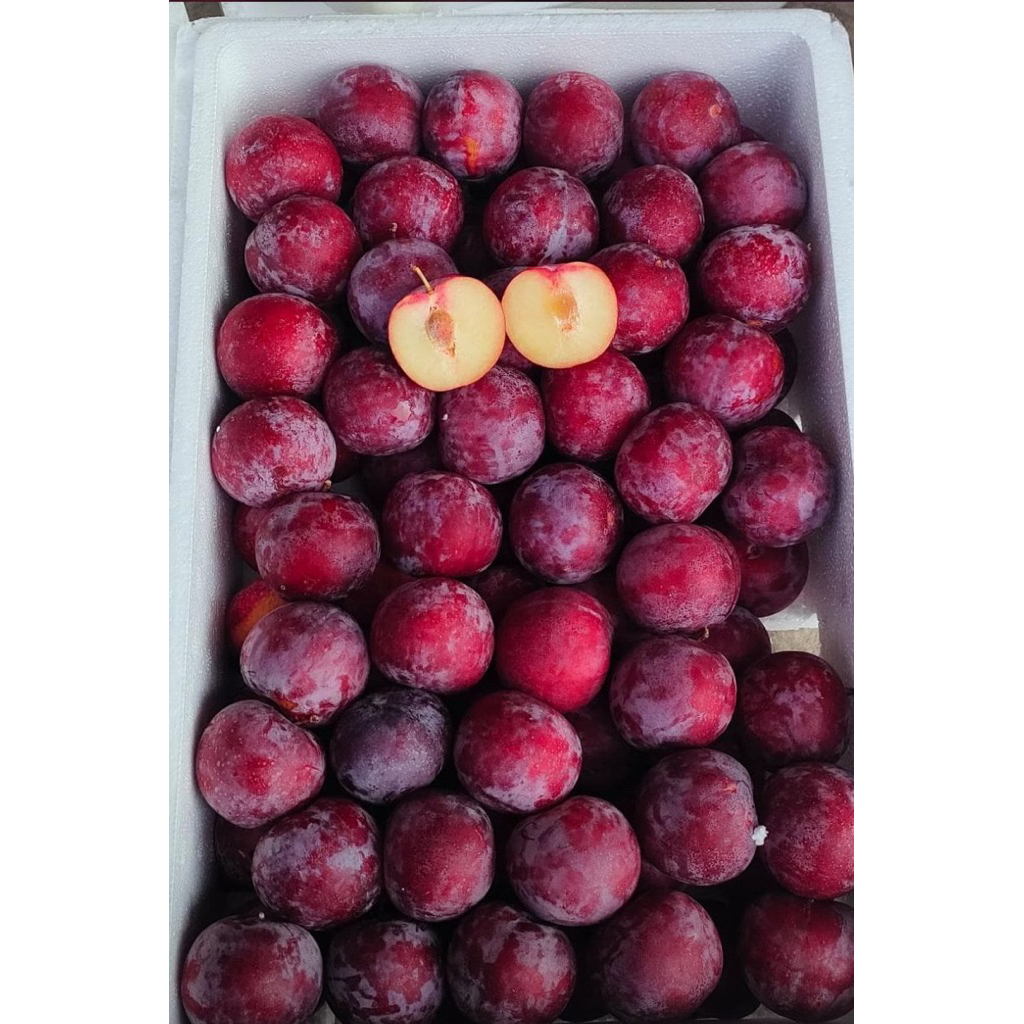 Buah Plum Segar 1 KG 500gram Masih Fresh