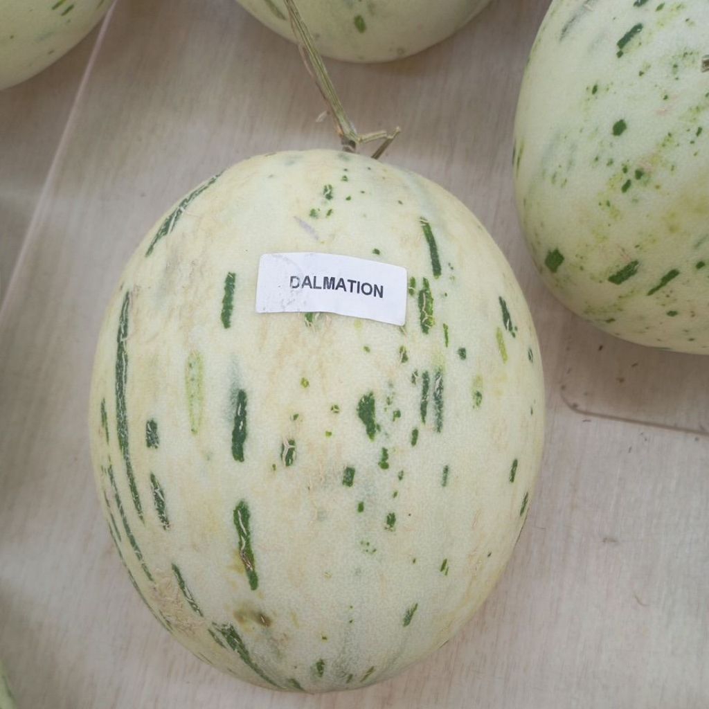 Melon Dalmation Segar fresh 1kg