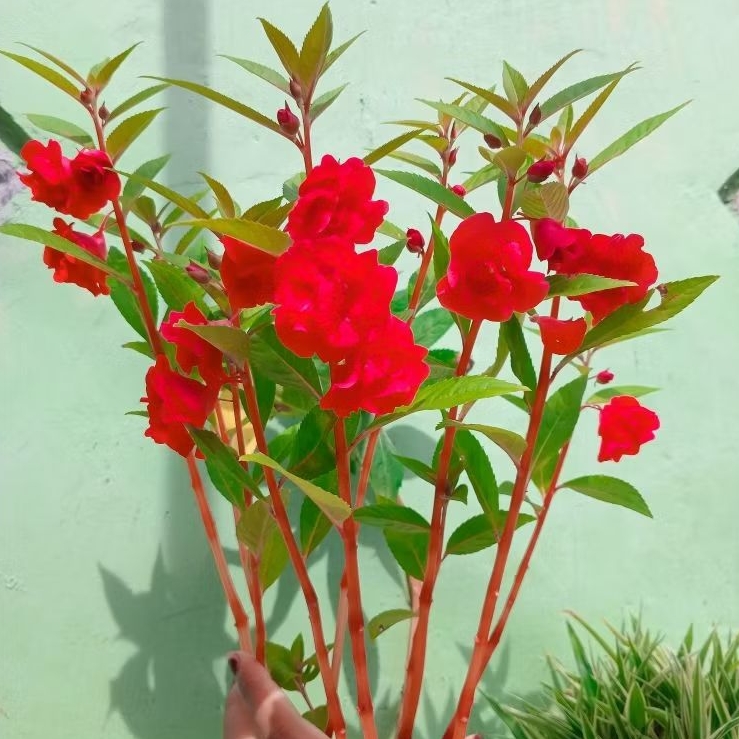 20 biji BENIH BUNGA PACAR AIR TUMPUK MERAH