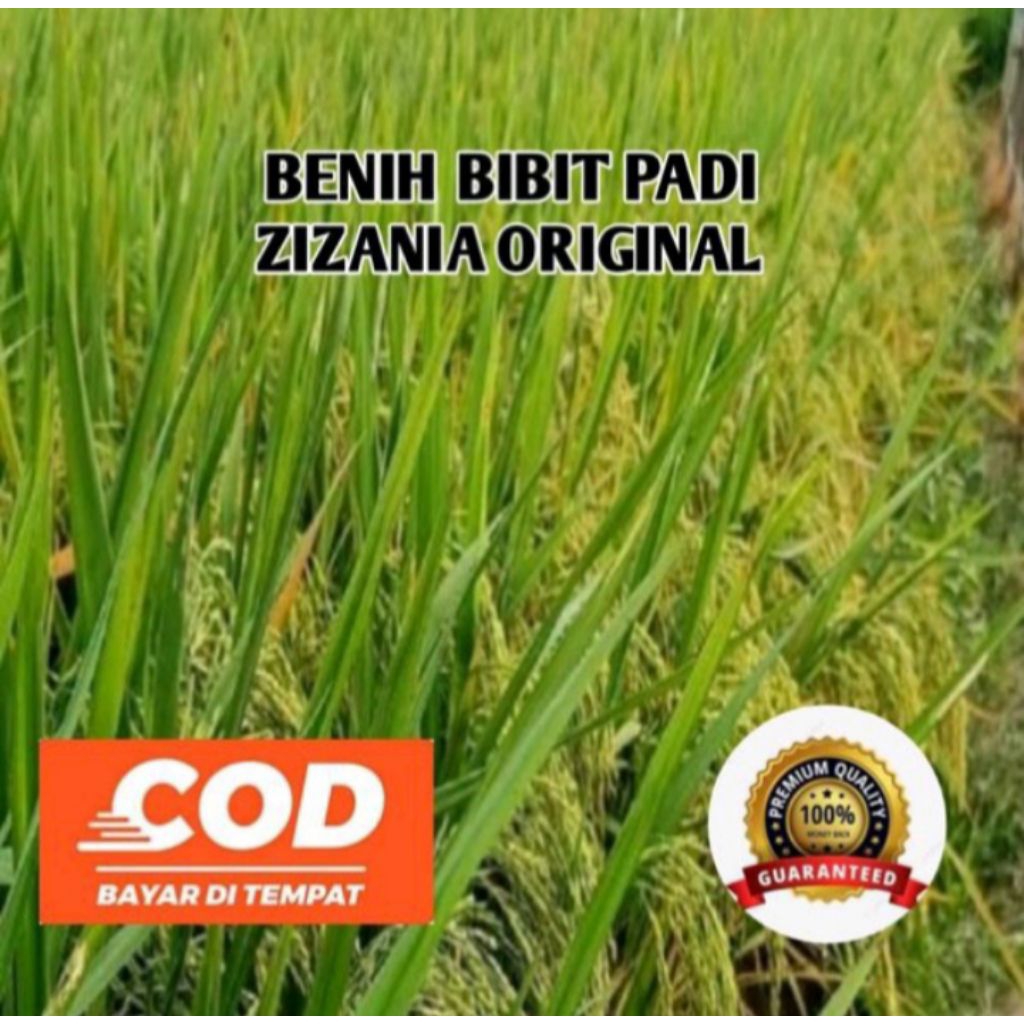 (5KG) BENIH BIBIT PADI ZIZANIA ORIGINAL