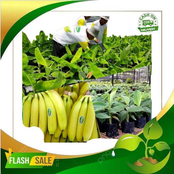 Bibit pisang Ambon kuning - buah pisang Ambon warangan super