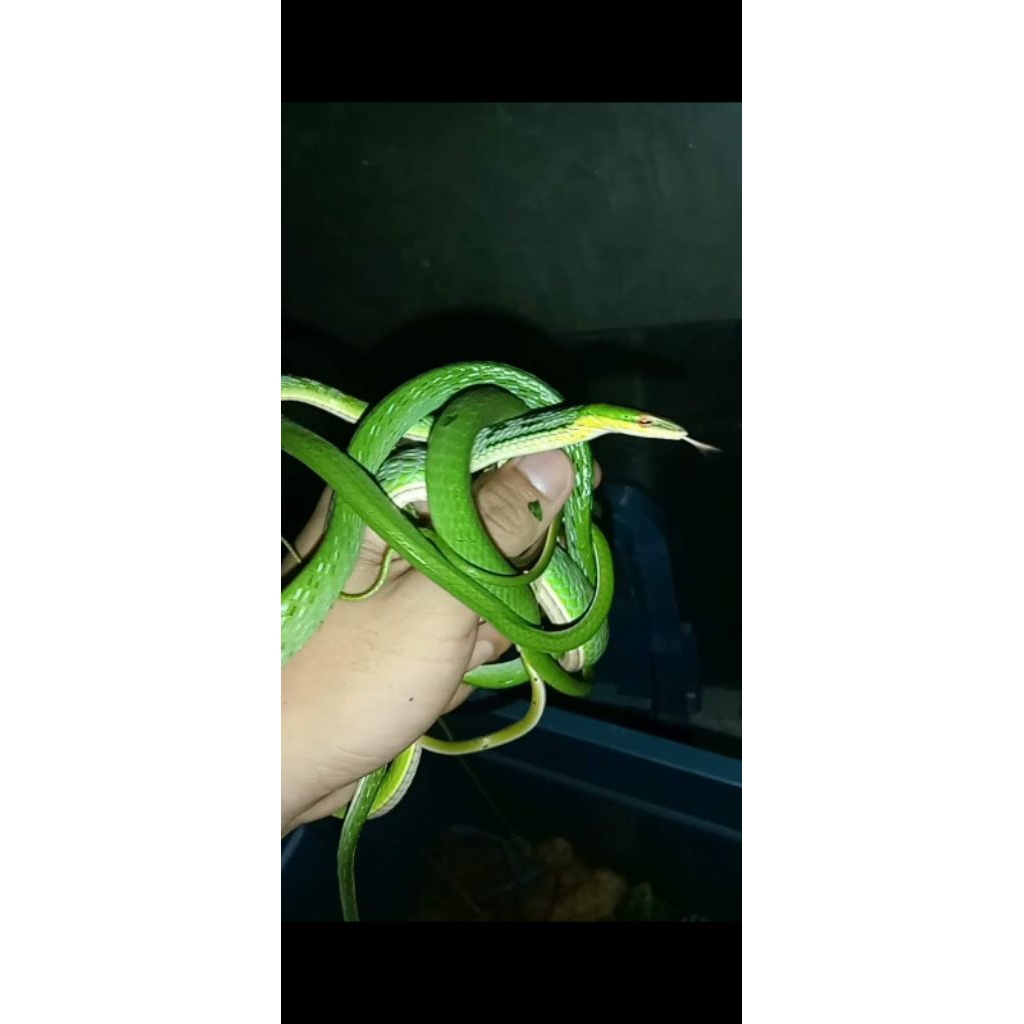 ULAR PUCUK AHAETULLA