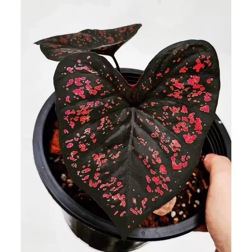 umbi caladium drat maul / keladi hias hybrid import Thailand