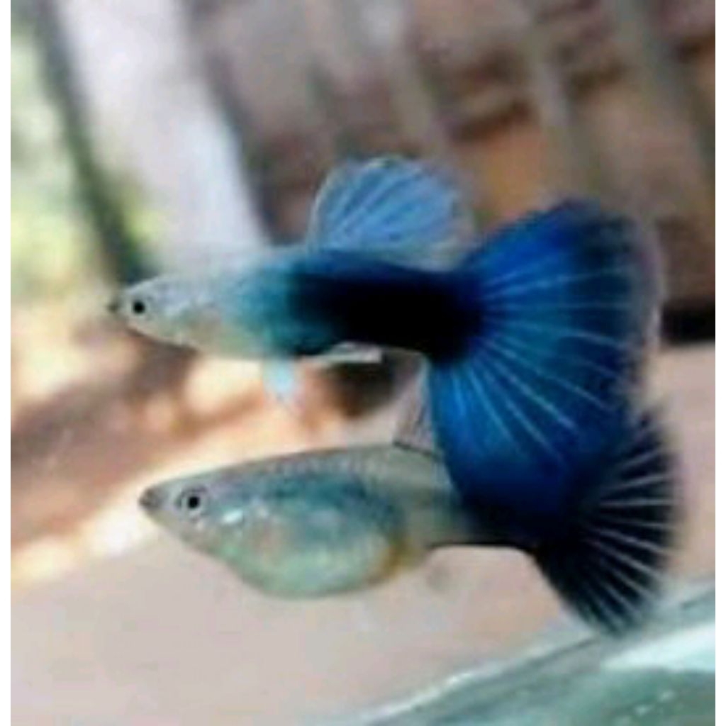 Daun Ketapang (Guppy HB Blue Sepasang 2 biji jntn btn)