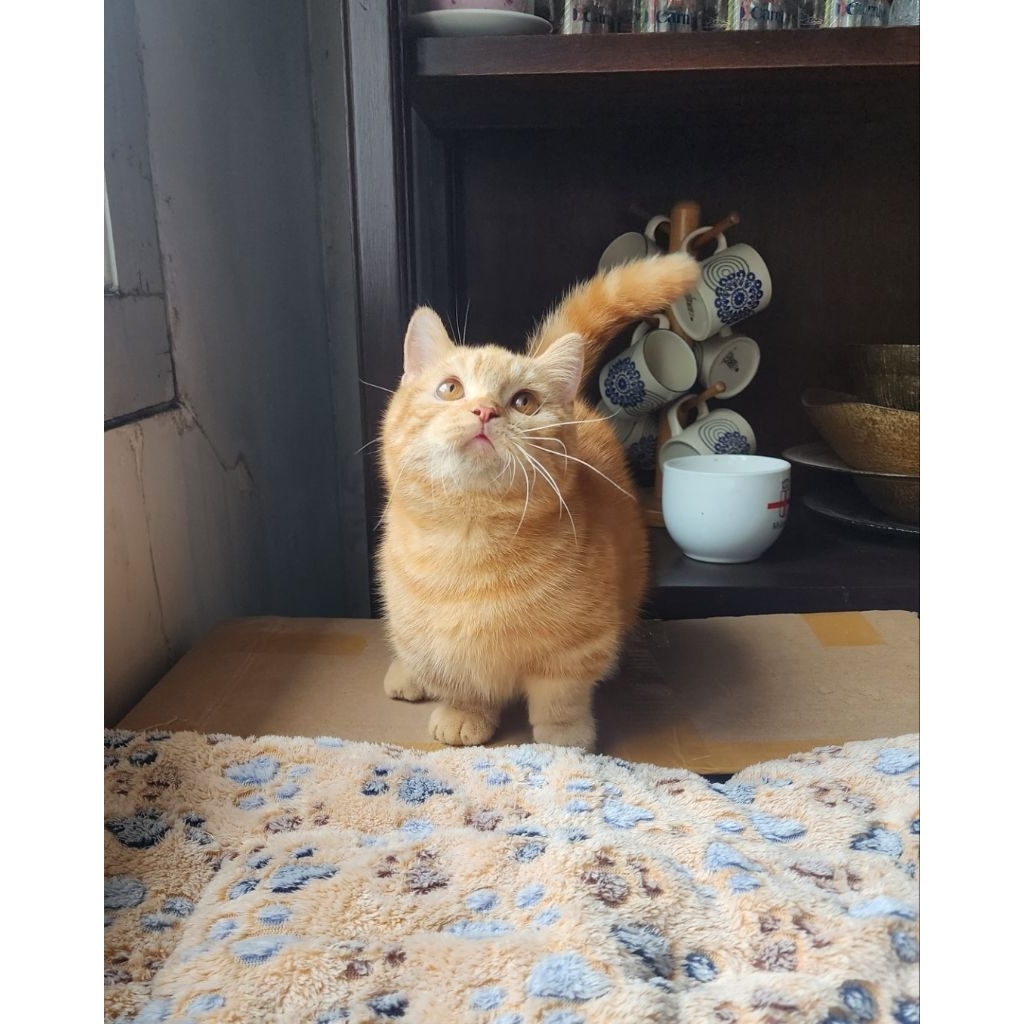 BSH munchkin oren