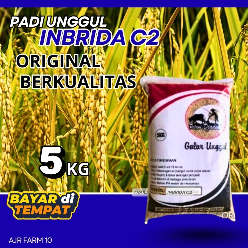 benih padi unggul INBRIDA C2