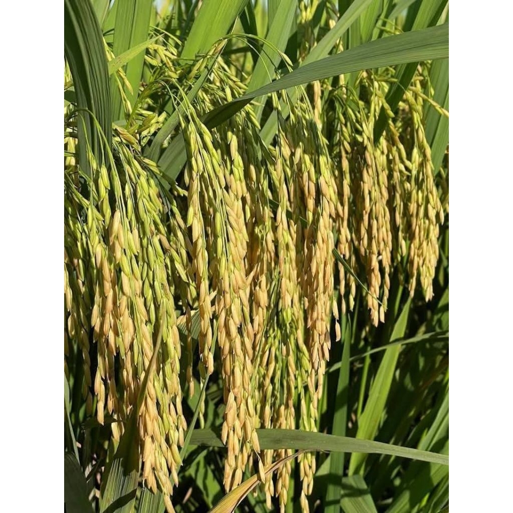 bibit padi cakrabuana 1kg