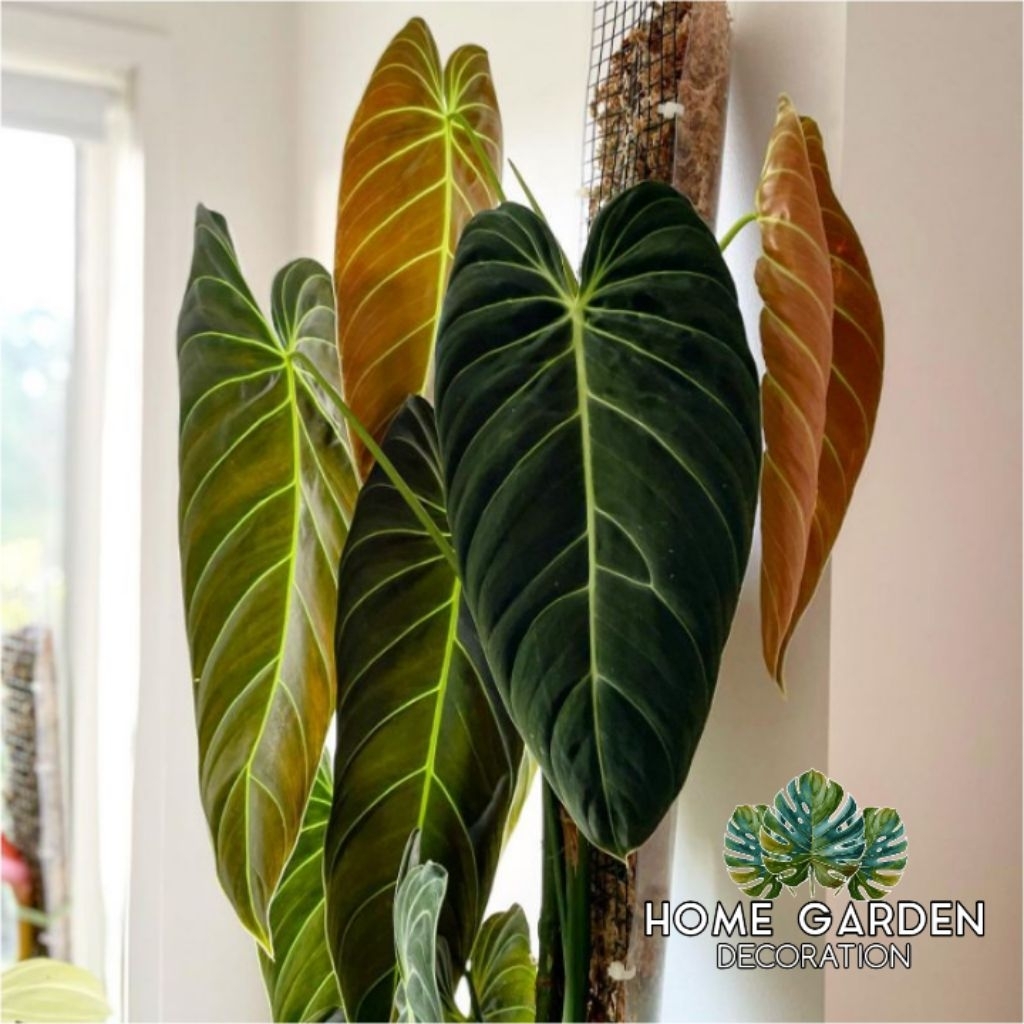 Philodendron melano - Tanaman hias philodendron melano
