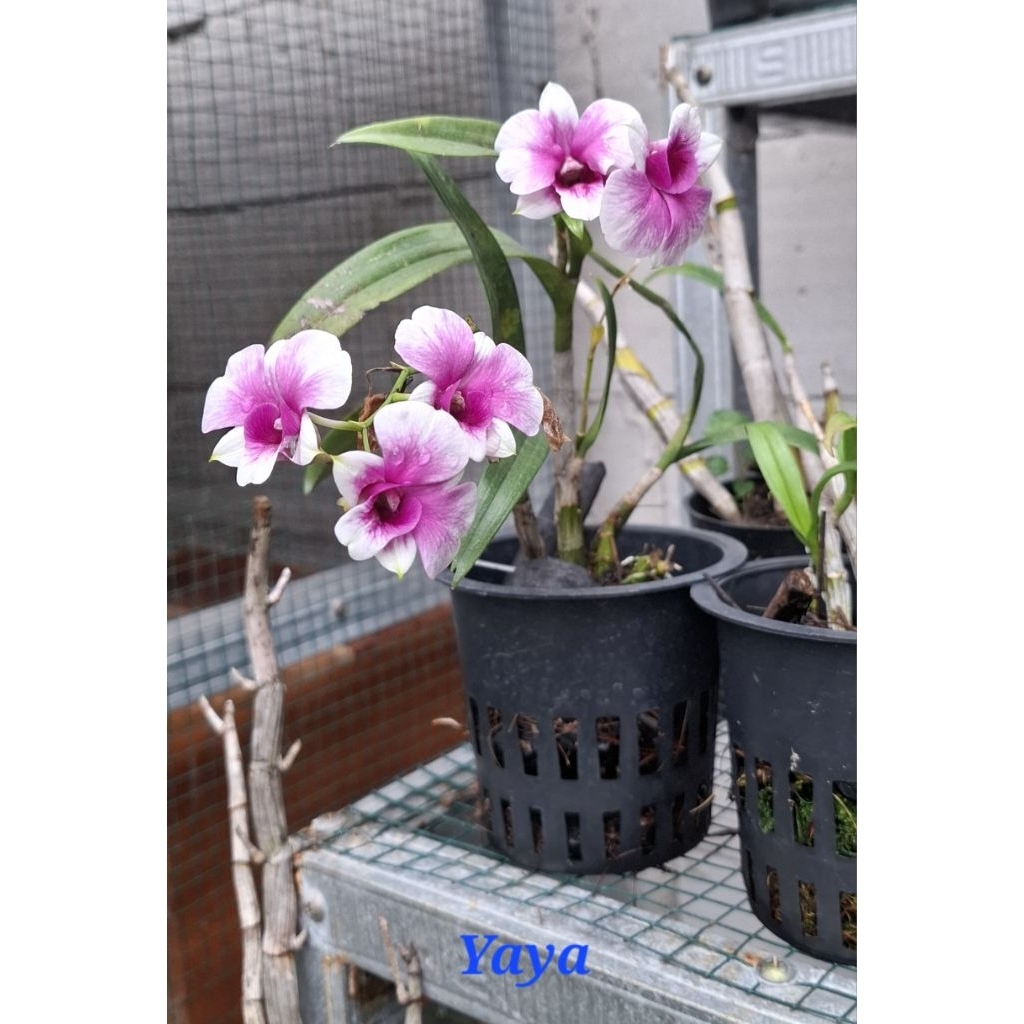 Dendrobium Yaya Compactum