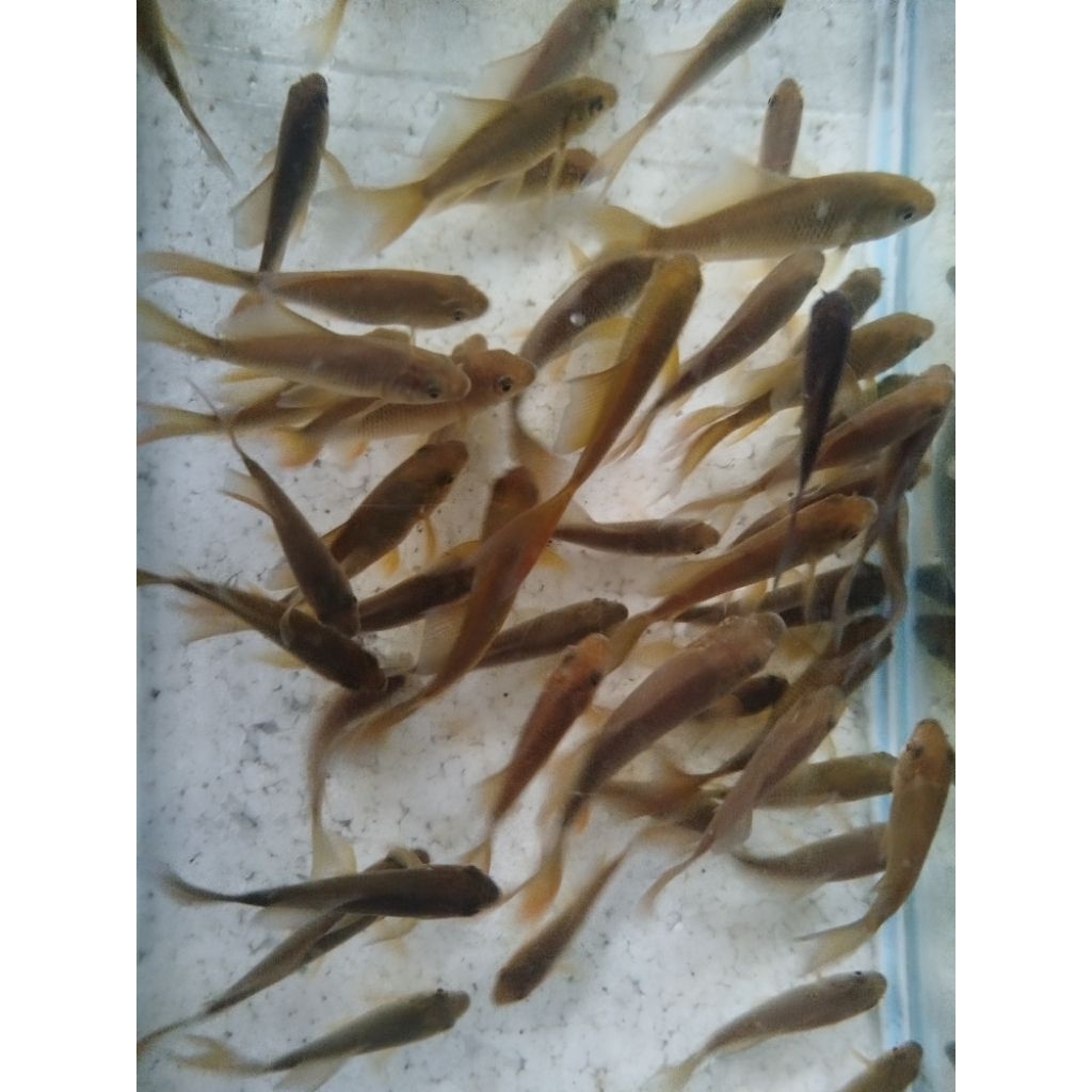 ikan koi Chagoi Slayer Chagoi kumpay 8-12cm