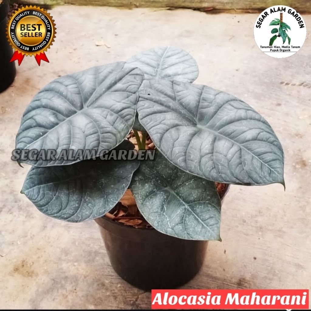 Alocasia Maharani - Tanaman Hias Alocasia Maharani