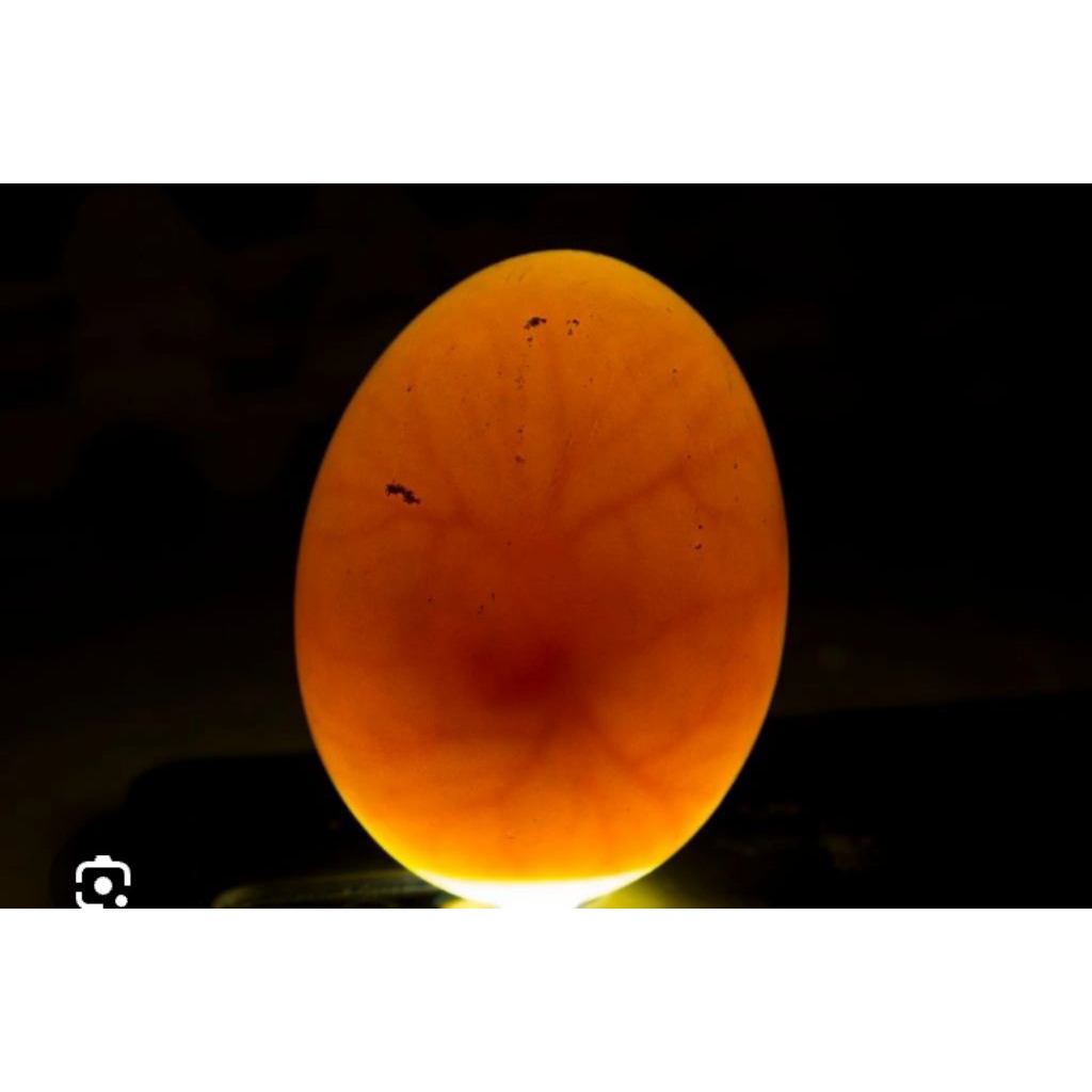 TELUR AYAM CEMANI FERTIL