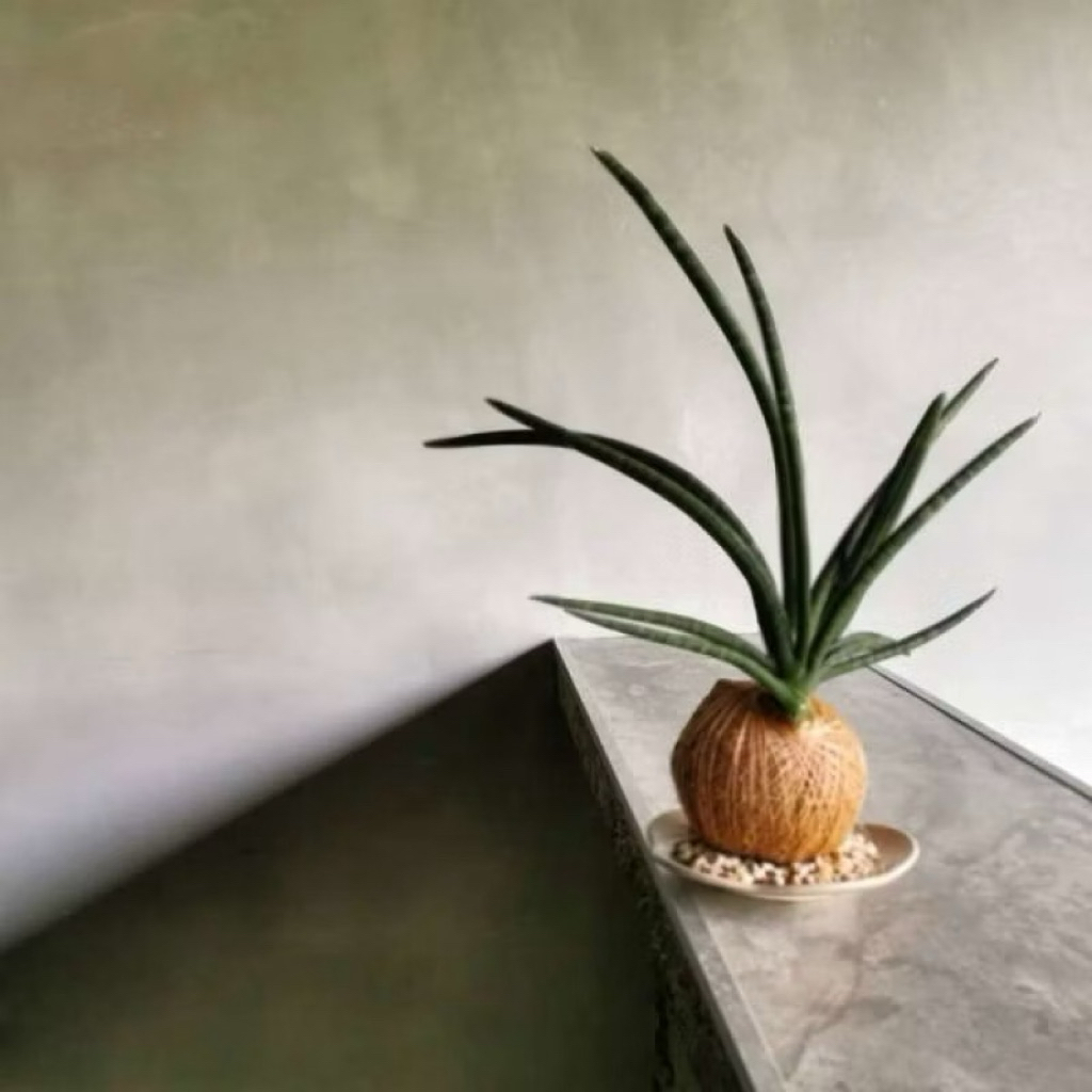 KOKEDAMA sansivera tanduk jerapah siap pajang tanpa media tanam minim perawatan