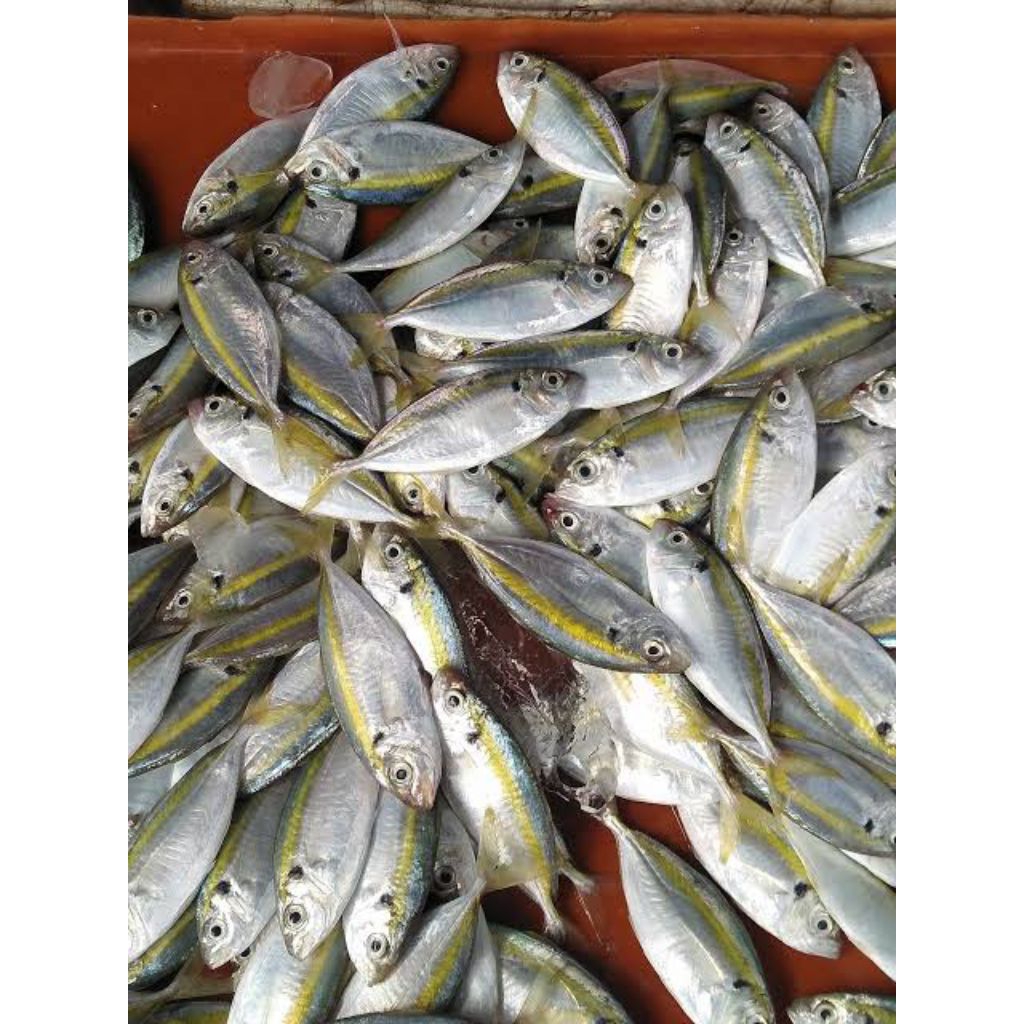ikan selar 1kg beku baru