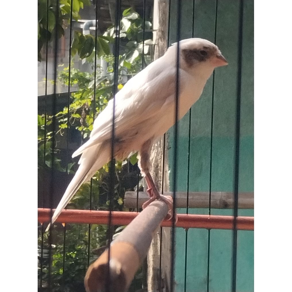 kenari paud f1ys panda