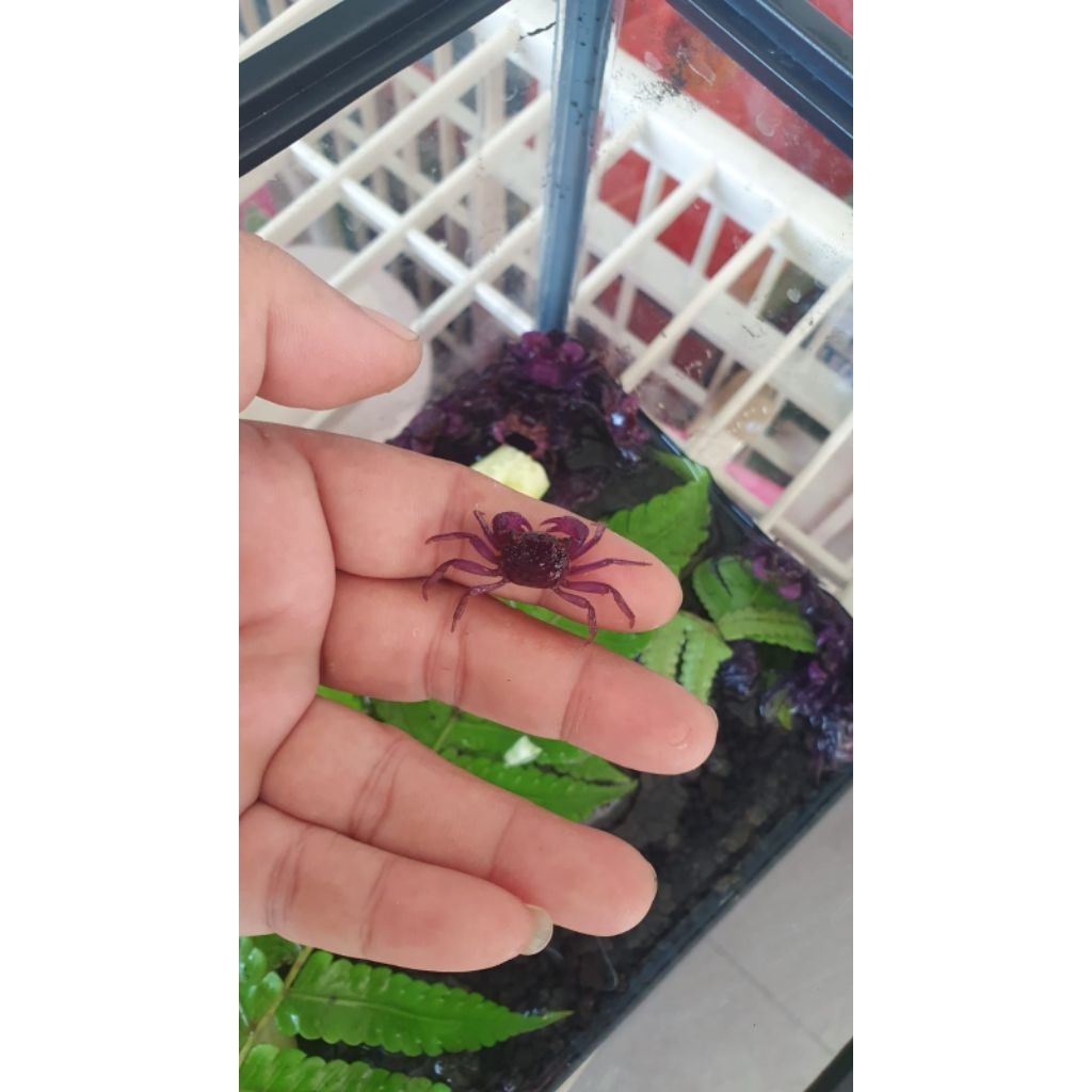 Kepiting hias Purpple crab air tawar