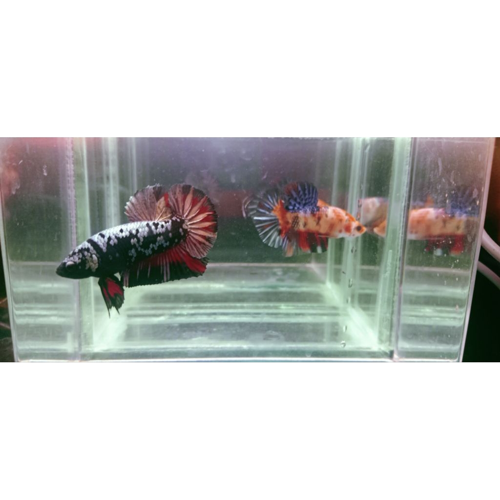 avatar cover & baby giant