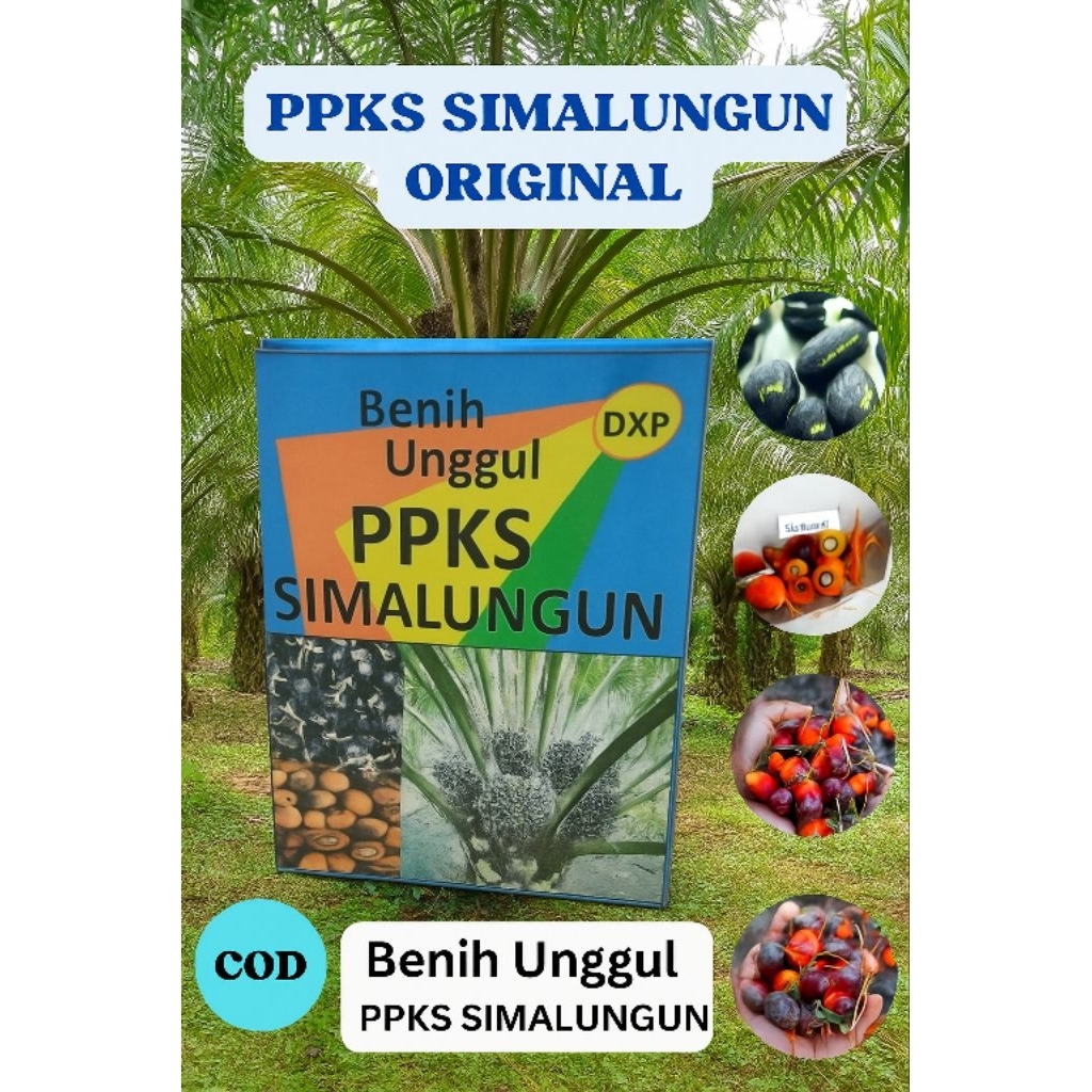 Benih Kelapa Sawit PPKS Simalungun Original DXP – Bibit Unggul Siap Tanam