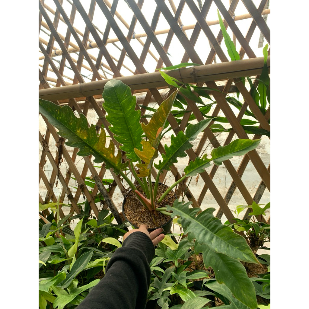 philodendron ring of fire