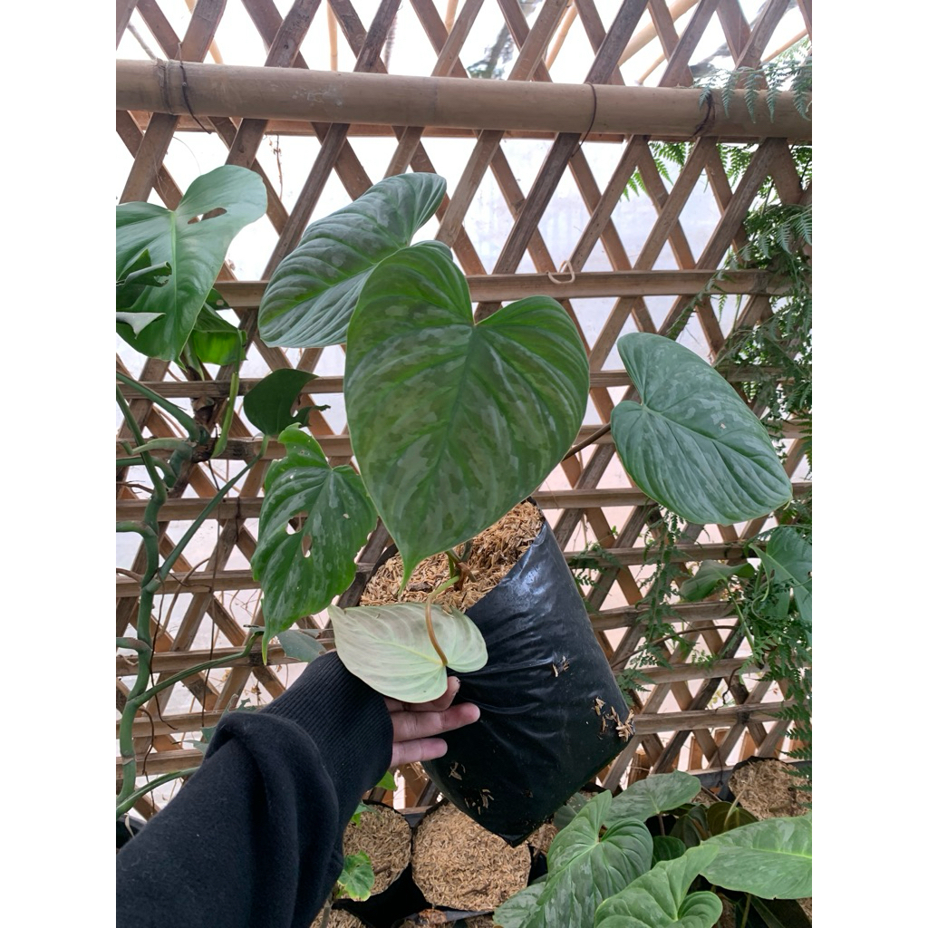 philodendron majestic