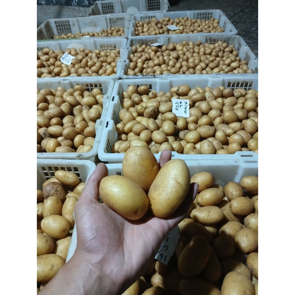 Bibit Kentang G0 Varietas Granola L