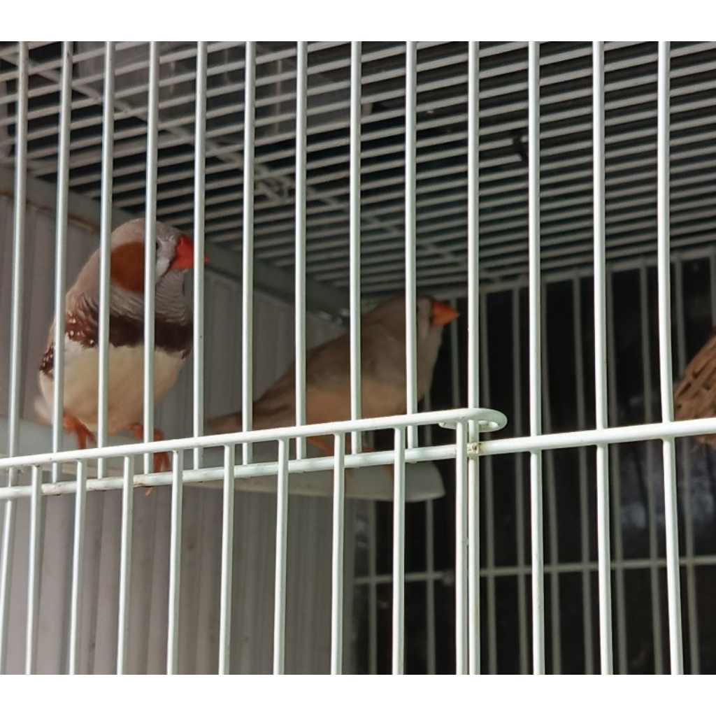 burung zebra Finch ausie