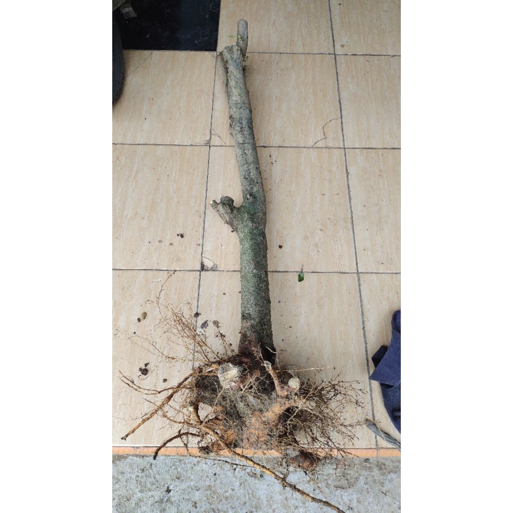 bahan bonsai dongkelan murbei  batang besar tinggi -+120cm berat 8kg