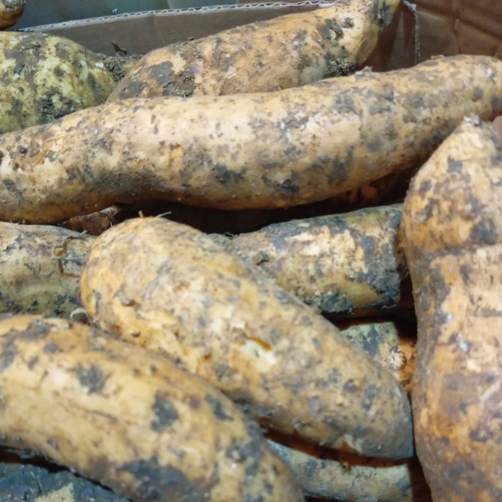 UBI JALAR ISI KUNING UBI CILEMBU