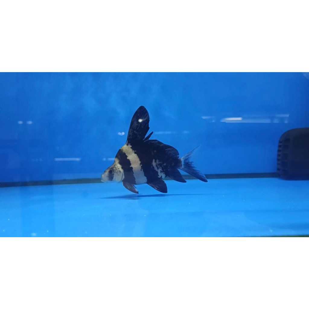 Ikan Hias Chinese Hig fin Ikan CHF 8 cm