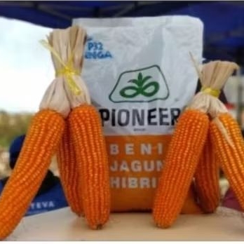 BENIH JAGUNG HIBRIDA PIONEER P32 SINGA KEMASAN 5KG ORIGINAL