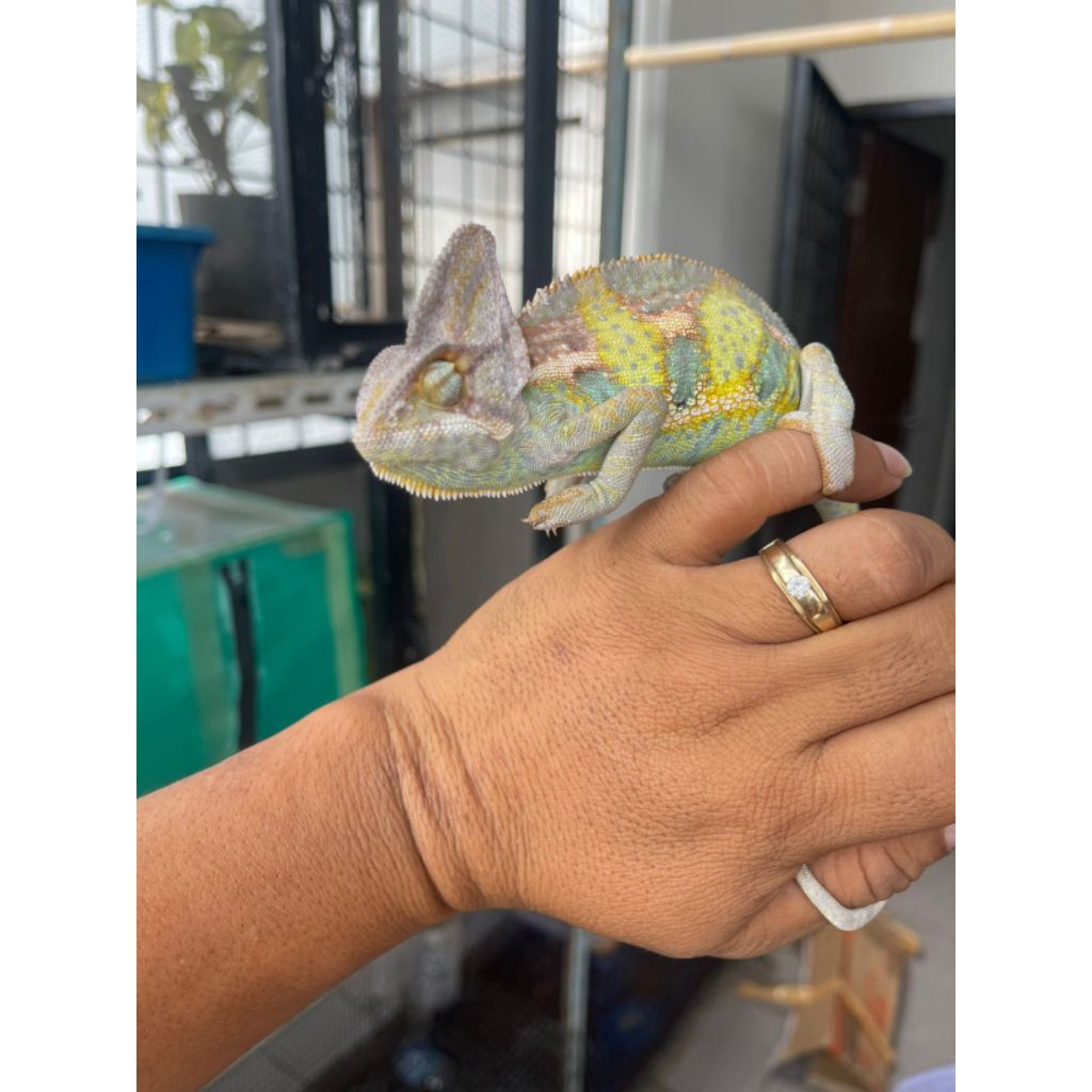 Chameleon veiled (Bunglon Kerudung)