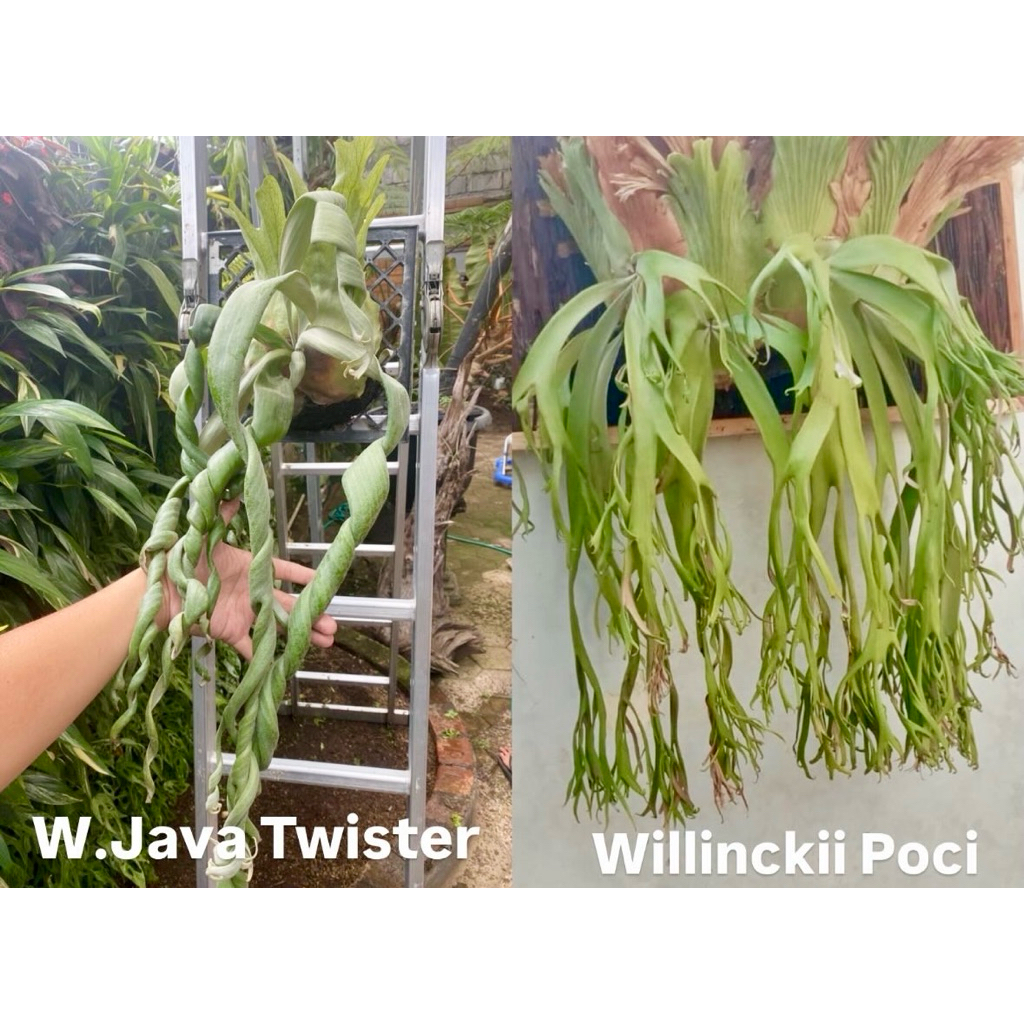 platycerium willinckii wavy