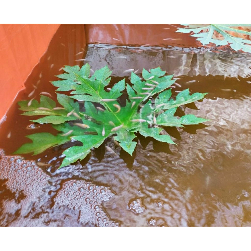 Bibit ikan nila merah 5-7cm (Pengiriman Hanya Kota Medan Sekitarnya)