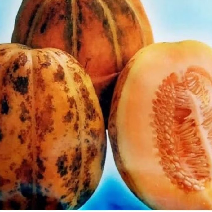 Benih Blewah / Garbis - Cocok untuk Es Segar