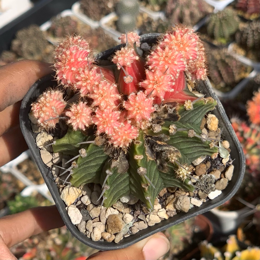 Gymnocalycium LB Hybrid Varigata kaktus gymno var orange miha 2178 ribs lb2178 tanaman hias hidup gu