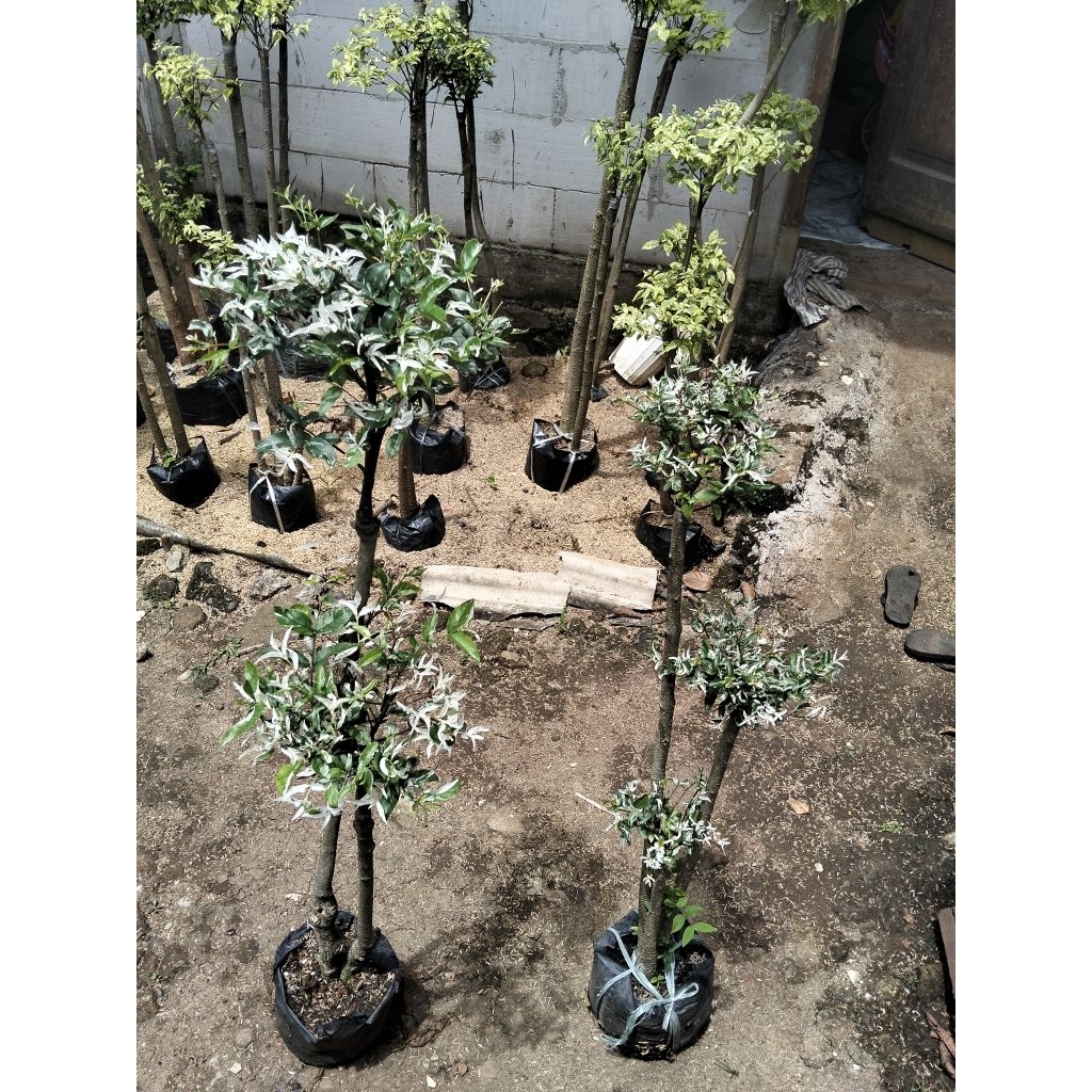 Bonsai anting Putri salju 2pohon paket dua pohon anting Putri salju